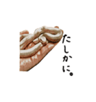 我が家の爬虫類たち（個別スタンプ：16）