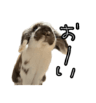 うさぎの本音2（個別スタンプ：1）