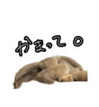 うさぎの本音2（個別スタンプ：2）
