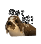 うさぎの本音2（個別スタンプ：3）
