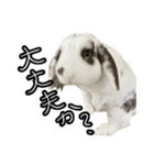 うさぎの本音2（個別スタンプ：4）