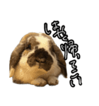 うさぎの本音2（個別スタンプ：6）