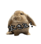 うさぎの本音2（個別スタンプ：7）