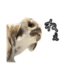 うさぎの本音2（個別スタンプ：9）