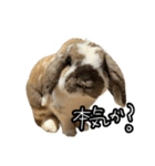 うさぎの本音2（個別スタンプ：10）