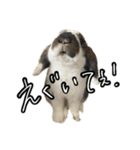 うさぎの本音2（個別スタンプ：11）