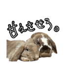 うさぎの本音2（個別スタンプ：12）