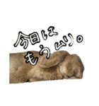 うさぎの本音2（個別スタンプ：15）