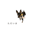 まろとももとぷう（個別スタンプ：11）
