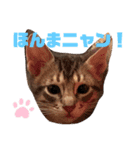 兄弟ニャンずソルとルア3（個別スタンプ：5）