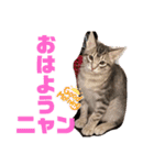 兄弟ニャンずソルとルア3（個別スタンプ：9）