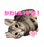 兄弟ニャンずソルとルア3（個別スタンプ：13）