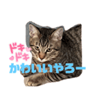 兄弟ニャンずソルとルア3（個別スタンプ：14）