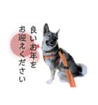 うちの鼻黒わんこの年末年始（個別スタンプ：3）