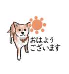 【敬語】保護犬の空(くう)ちゃん（個別スタンプ：1）