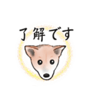 【敬語】保護犬の空(くう)ちゃん（個別スタンプ：9）