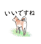 【敬語】保護犬の空(くう)ちゃん（個別スタンプ：10）