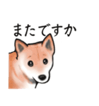 【敬語】保護犬の空(くう)ちゃん（個別スタンプ：16）