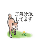 【敬語】保護犬の空(くう)ちゃん（個別スタンプ：18）