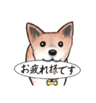 【敬語】保護犬の空(くう)ちゃん（個別スタンプ：19）