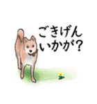 【敬語】保護犬の空(くう)ちゃん（個別スタンプ：20）