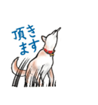 【敬語】保護犬の空(くう)ちゃん（個別スタンプ：23）