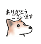 【敬語】保護犬の空(くう)ちゃん（個別スタンプ：24）