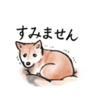 【敬語】保護犬の空(くう)ちゃん（個別スタンプ：25）