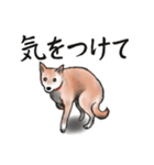 【敬語】保護犬の空(くう)ちゃん（個別スタンプ：27）