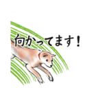 【敬語】保護犬の空(くう)ちゃん（個別スタンプ：29）