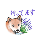 【敬語】保護犬の空(くう)ちゃん（個別スタンプ：30）