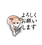 【敬語】保護犬の空(くう)ちゃん（個別スタンプ：32）