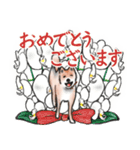 【敬語】保護犬の空(くう)ちゃん（個別スタンプ：38）