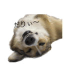 クセ強めコーギー（個別スタンプ：7）