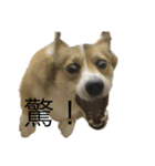 クセ強めコーギー（個別スタンプ：12）