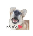 クセ強めコーギー（個別スタンプ：17）