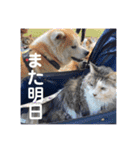 小鉄と神楽（個別スタンプ：5）