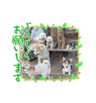 小鉄と神楽（個別スタンプ：22）