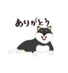 いつもの柴犬(黒柴ver.)（個別スタンプ：3）