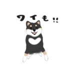 いつもの柴犬(黒柴ver.)（個別スタンプ：9）