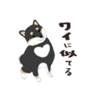 いつもの柴犬(黒柴ver.)（個別スタンプ：12）