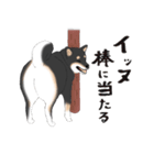 いつもの柴犬(黒柴ver.)（個別スタンプ：14）