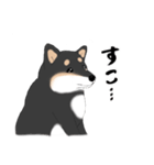 いつもの柴犬(黒柴ver.)（個別スタンプ：16）