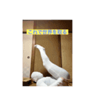 真藤の変顔 3（個別スタンプ：7）