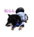 可愛い黒豆柴佐助くん（個別スタンプ：4）