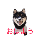 可愛い黒豆柴佐助くん（個別スタンプ：5）