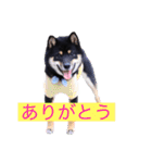 可愛い黒豆柴佐助くん（個別スタンプ：6）