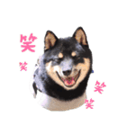 可愛い黒豆柴佐助くん（個別スタンプ：9）