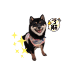 可愛い黒豆柴佐助くん（個別スタンプ：10）