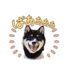 可愛い黒豆柴佐助くん（個別スタンプ：14）